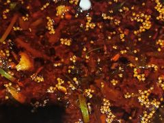 -胖子鱼·天水麻辣鱼火锅(秦州407店)