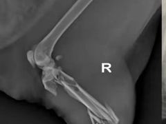 -邢大夫动物医院