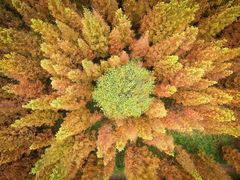 -黄海国家森林公园