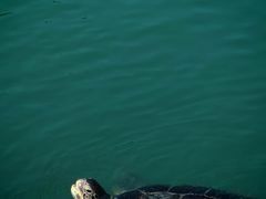 -广东惠东海龟国家级自然保护区