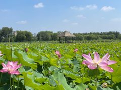 -西青郊野公园