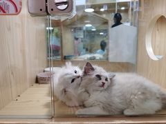 -屋虎猫馆(宝安大仟里店)