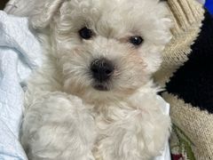 -翊宠yipet猫狗购宠庄园犬舍•猫舍