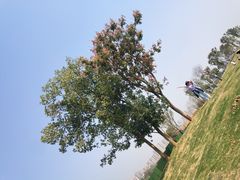 -盘龙城国家考古遗址公园