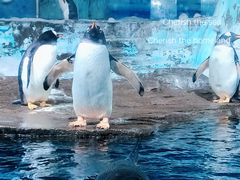-海合安青岛极地海洋公园