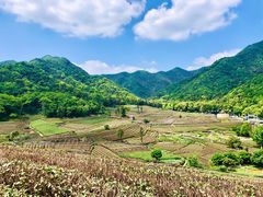-龙坞茶村