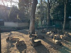 -奈良公园