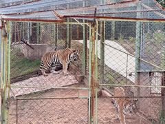 -青藏高原野生动物园