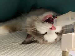 -佳雯宠物医院(四明中路分院)