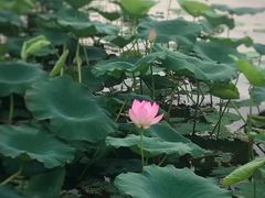 -荷塘月色湿地公园·向阳花洲