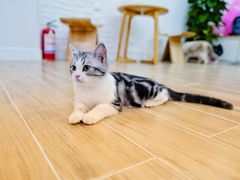 -李小姐の猫咖啡馆(五角场店)