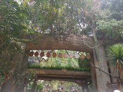 -西双版纳原始森林公园