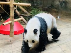 -深圳野生动物园