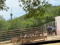 -青藏高原野生动物园