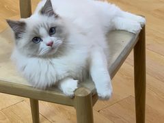 -猫咪派对(江南西店)