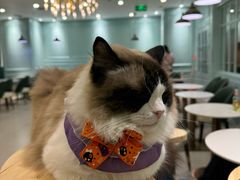-安格丽娜·狗咖·猫咖羊驼咖(春熙路百盛商场店)