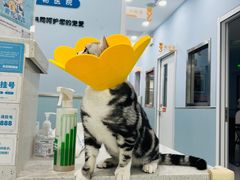 -纳吉亚猫专科动物诊疗中心(蒋宅口分院)