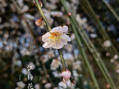 -桃花岛景观公园
