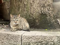 -普陀山风景区-佛顶山