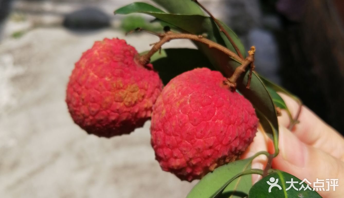 今年广东夏日的荔枝现摘现吃最甜！
