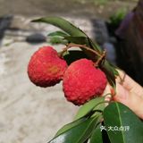 今年广东夏日的荔枝现摘现吃最甜！