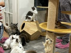 -楼上猫咖(罗湖店)