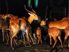 -清迈夜间动物园