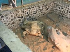 -上海大自然野生昆虫馆(东方明珠·爬宠昆虫探索中心)