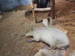 -Zoolung Zoolung动物主题公园(海信广场店)