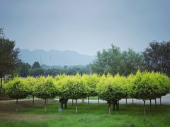 -北京张裕爱斐堡酒庄
