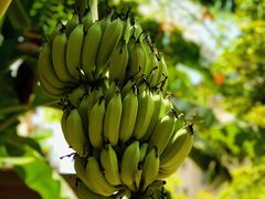 -西双版纳融创皇冠假日度假酒店