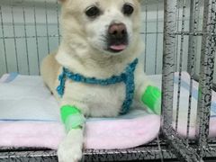 -达爱动物医院·犬猫分区·CT·复杂眼科(远洋山水分院)