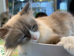 -喵喵咪呀布偶猫咖(春熙路店)