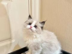 -猫十亿·布偶金渐层·曼基康矮脚猫舍(青年路店)