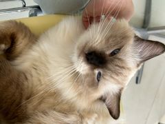 -怪兽屋·羊驼·猫咖·狗咖(俊华广场店)
