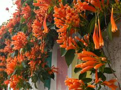 -何哥鲜鱼餐厅(龙湖花园店)