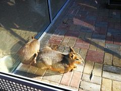 -西霞口神雕山野生动物世界
