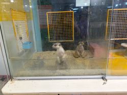 -神奇动物撸宠馆·羊驼·小浣熊·异宠(豫园店)