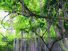 -广富林郊野公园