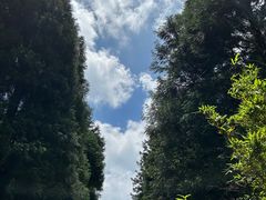 -武陵山森林公园