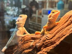 -酷以爬仙阁实体爬宠店·守宫·蜥蜴·专业繁育