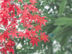-秋霞圃