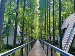 -黄海国家森林公园