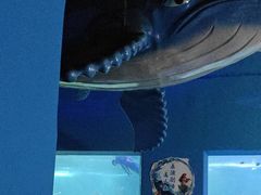 -常州海昌海洋探索馆