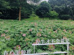 -云溪植物园