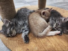 -楼上猫咖(罗湖店)