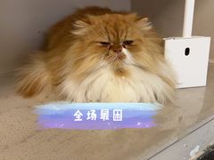 -More Fun猫咖 二十只万元加菲主题