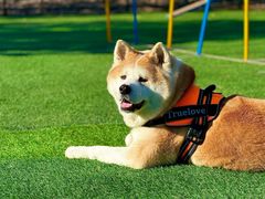 -宠乐会宠物乐园