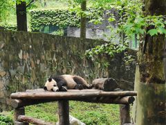 -都江堰中华大熊猫苑