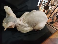 -more than meow吴止猫主题餐厅(承德 中船汇店)